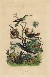 Rufous tailed kolibri, Amazilia tzacatl, Tufted coquette, Lophornis ornatus og svartøret fe, Heliothryx auritus Gråbukkolibri, kamkrage, asurblå ører av Unbekannt