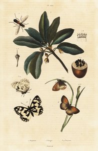 Sapodilla og møll. av Unbekannter Künstler