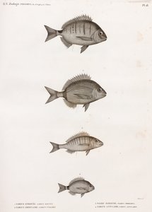 Sargue Enrouee; Vanlig Sargue; Pagre Mormyre & Annular Sargue av Unbekannt