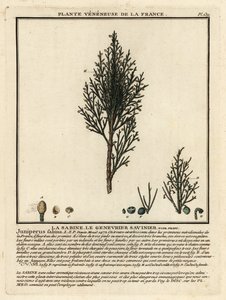 Savin einer eller savin, Juniperus sabina. av Unbekannter Künstler