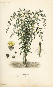 Scammony, Convolvulus scammonia, Scammonee av Unbekannt