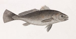 Science Eagle, nærbilde av Unbekannt