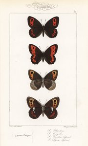 Scotch Argus, Erebia aethiops, Large Ringlet, Erebia Euryale, Autumn Ringlet, Erebia Neoridas (Ventral) og Arran Brown, Erebia Ligea (Ventral). Håndfarget stålgravering av Pauquet Brothers etter en illustrasjon av Alexis Nicolas Noel fra Hippoly av Unbekannter Künstler