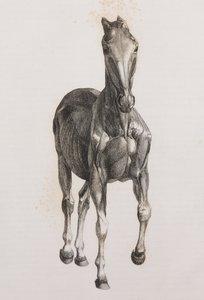 Andre dissekerte laget av en hest, sett forfra av Unbekannt