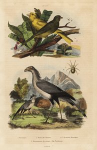 Sekretærfugl, Sagittarius serpentarius, ville og tamme kanarifugler, Serinus canaria av Unbekannt