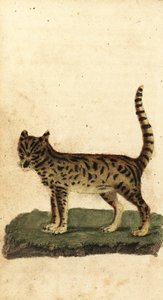 Serval, Leptailurus serval., 1800 (gravering) av Unbekannter Künstler