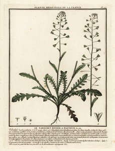 Hyrdeveske, Capsella bursa-pastoris. av Unbekannter Künstler