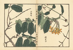 Håndfarget treblokktrykk av Kono Bairei fra Kusa Bana Hyakushu (One Hundred Varieties of Flowers), Tokyo, Yamada av Unbekannter Künstler