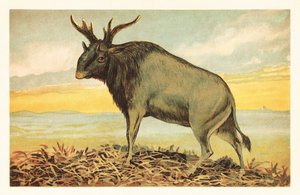 Shivas udyr, Sivatherium giganteum.1908 (litografi) av Unbekannter Künstler