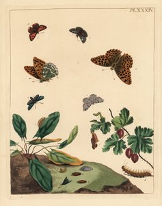 Sølvvasket fritillaria, Argynnis paphia, skogmøll, Adscita statices, L. eller stikkelsbærmøll, Halia vauaria, liten kobbersommerfugl, Lycaena phlaeas, snusket skipper, Erynnis tages og stikkelsbærbusk, Ribes grossularia. Håndkolorert litografi av Unbekannter Künstler
