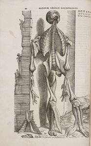 Skelette Vorderansicht der Knochen und tieferen Muskeln des männlichen menschlichen Körpers