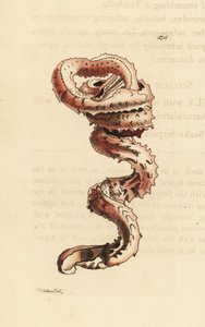 Spalteormskall, Tenagodus anguinus (Muricated serpula, Serpula muricata). Illustrasjon tegnet og gravert av Richard Polydore Nodder. Håndkolorert kobberstikk fra George Shaw og Frederick Nodders The Naturalist#39;s Miscellany, London. av Unbekannter Künstler