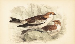 Snøspurv, Plectrophenax nivalis.1889 (gravering) av Unbekannter Künstler