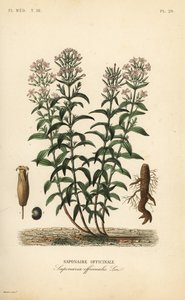 Såpeurt eller såpegress, Saponaria officinalis, Saponaire officinale av Unbekannt