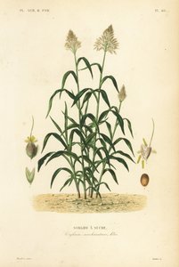 Sarghum Grass, Great Hirse, Durr, Jowari Or Milo, Sarghum Biklar, Sarghum Sancharatum, Sarghum A Sukra av Unbekannt
