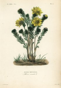 Vårfasanøye eller falsk hellebore, Adonis vernalis, Adonis printaniere av Unbekannt