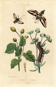 Spurge hauk-møll, Hyles euphorbiae og larve 1, hornet møll, Sesia apiformis 2 og tannpineplante, Spilanthes-arter av Unbekannt