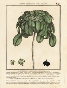 Spurge Laurel, Daphne Laureola. av Unbekannter Künstler