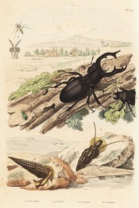 Hjortebille, Lucanus hjort 1, Cerithium sulcatum og Rhinoclavis grove bløtdyr 3,4, Cerocoma elateroides 5 og Keroplatus tipuloides veps 6 av Unbekannt