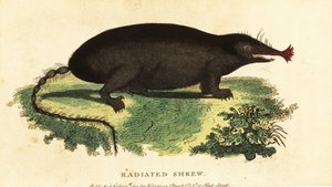 Stjerneneset føflekk, Condylura cristata., 1800 (gravering) av Unbekannter Künstler
