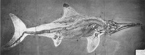 Stenopterygius megacephalus (The Oxford Ichthyosaur) fant Nr. Stuttgart, Tyskland, Øvre Lias-periode av Unbekannt