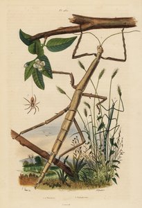 Pinnesekter eller phasmider, Carausius morosus og Clonopsis gallica, og vandrende krabbeedderkopp, Philodromus aureolus av Unbekannt