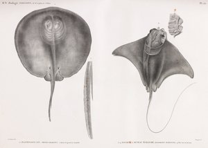Stingray, foran og bak av Unbekannt