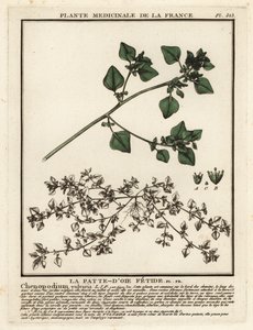 Stinkende gåsefot, Chenopodium vulvaria. av Unbekannter Künstler