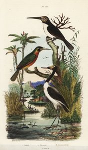 Stork, Jabiru mycteria, rufous-tailed jacamar, Galbula ruficauda og tretået jacamar, Jacamaralcyon tridactyla av Unbekannt