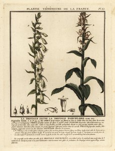 Halmrevehanske, Digitalis lutea. av Unbekannter Künstler