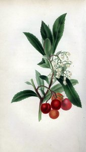 Jordbærtre med blomster og frukt, Arbutus unedo. Håndkolorert botanisk illustrasjon tegnet fra naturen av fru Rebecca Hey fra hennes egen «Spirit of the Woods», London, Longman, Rees. av Unbekannter Künstler