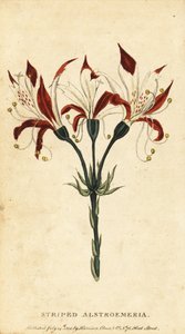 Stripete alstroemeria, Alstroemeria ligtu. ,1800 (gravering) av Unbekannter Künstler