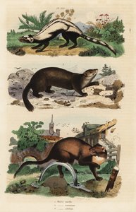 Stripet stangkatt, Ictonyx striatus 1, furumør, Martes martes 2 og sobel, Martes zibellina 3 av Unbekannt