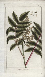 Sumac av corroyers eller reisende, eller corroyere (Rhus coriaria). Litografi fra “Afbeelding der Artseny-Gewassen” av Johannes Zorn (1739-1799), Nederland av Unbekannter Künstler