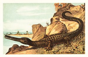 Teleosaurus cadomensis, utdødd art av marin krokodille.1908 (litografi) av Unbekannter Künstler