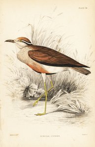 Temmincks kurer, Cursorius temminckii (Senegal-kurer, Tachhydromus senegalensis). Håndkolorert stålgravering av William Lizars etter William Swainson fra Sir William Jardines naturalistbibliotek: Ornitologi: Fugler i Vest-Afrika, Edinburgh, W. av Unbekannter Künstler