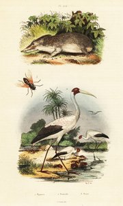 Tenrec, stork og hesteflue., 1834-1839 (gravering) av Unbekannter Künstler