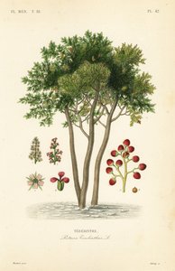 Terebinth eller terpentintre, Pistacia terebinthus, Terebinthe av Unbekannt