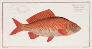 "Gullfisken" av Unbekannter Künstler
