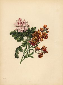 The Helen Geranium, Preference; Hagemurblomsten, Troskap i ulykke av Unbekannt