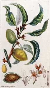 Mandeltreet, ca. 1801–1850 (gravering) av Unbekannter Künstler