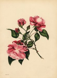 Den alltid blåsende rosen, skjønnhet alltid ny av Unbekannt