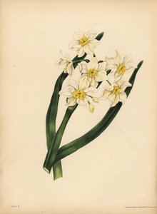 Den snøfnuggbladede Narcissus, Egoisme og egenkjærlighet av Unbekannt