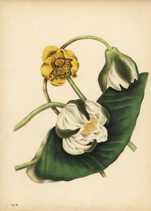 Den hvite vannliljen, Nymphaea odorata, og gul vannlilje, Nuphar lutea, Silence av Unbekannt