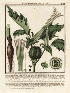 Torneple, Datura stramonium. av Unbekannter Künstler