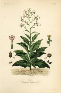 Tobakksplante, Nicotiana tabacum, Tabac av Unbekannt