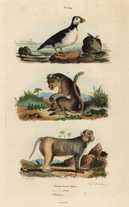 Toque macaque, Macaca sinica, truet 1, rhesus macaque, Macaca mulatta 2 og parakeet auklet, Aethia papegøye 3 av Unbekannt