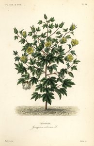 Trebomull, Gossypium arboreum, Cotoninier av Unbekannt