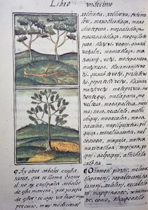 Trær, ville sypresser og graner, side fra Florentine Codex, tospråklig versjon på spansk og Nahuatl, General History of Things of New Spain, av den spanske misjonæren Fray Bernardino de Sahagun (1499-1590). Aztekisk sivilisasjon av William M. Timlin