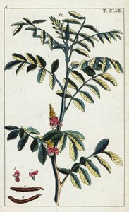 Ekte indigo, Indigofera tinctoria. av Unbekannter Künstler